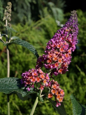 Budleja Dawida (Buddleja davidii) Flower Power